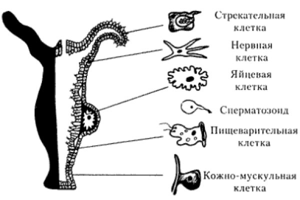 Ссылка на кракен официальный