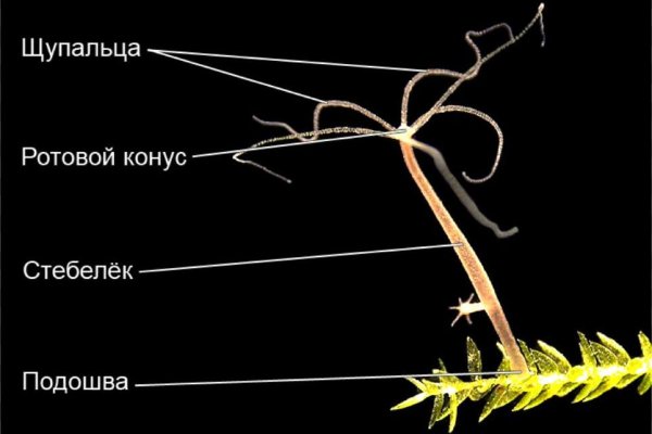 Кракен бошки